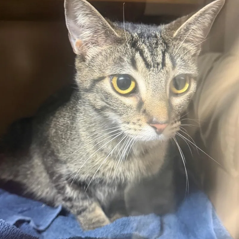 A young medium-sized female Gray / Blue / Silver Domestic Short Hair cat named Lily for adoption in Madisonville, KY