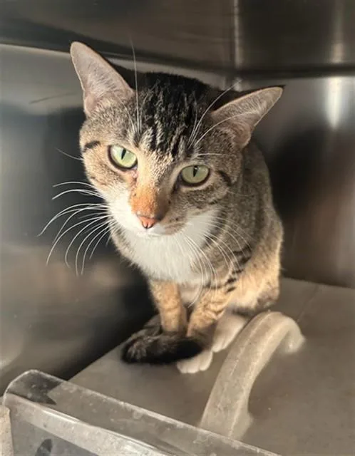 A young medium-sized female Domestic Short Hair cat named Meowna Lisa for adoption in Lancaster, CA