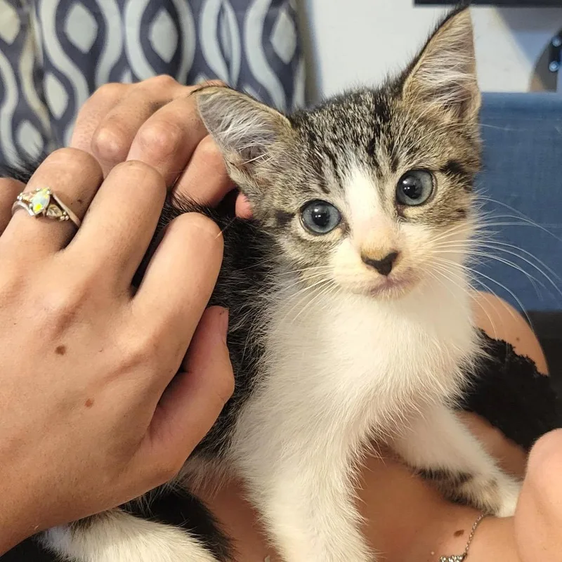 A baby small-sized male Brown / Chocolate Domestic Short Hair cat named Joe for adoption in Dickinson, TX
