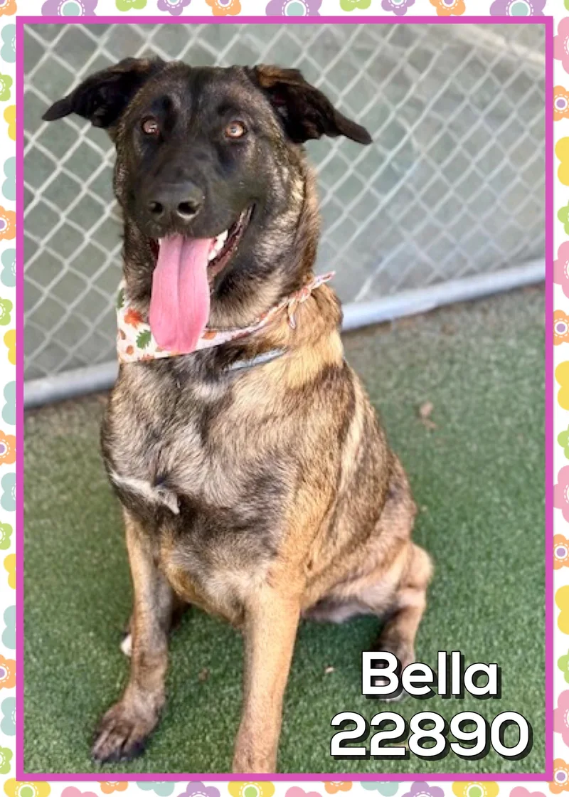 A young large-sized female German Shepherd Dog dog named Bella for adoption in Marietta, GA