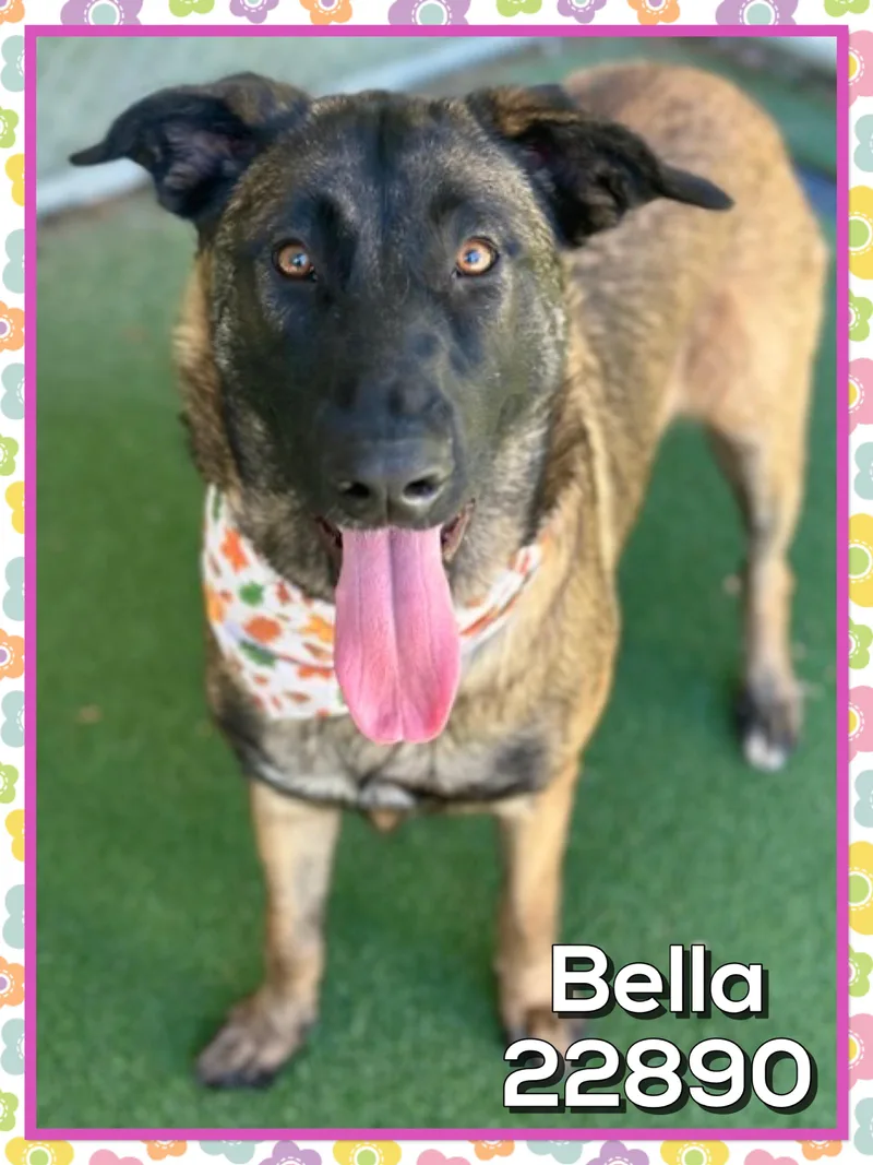 Bella thumbnail 2