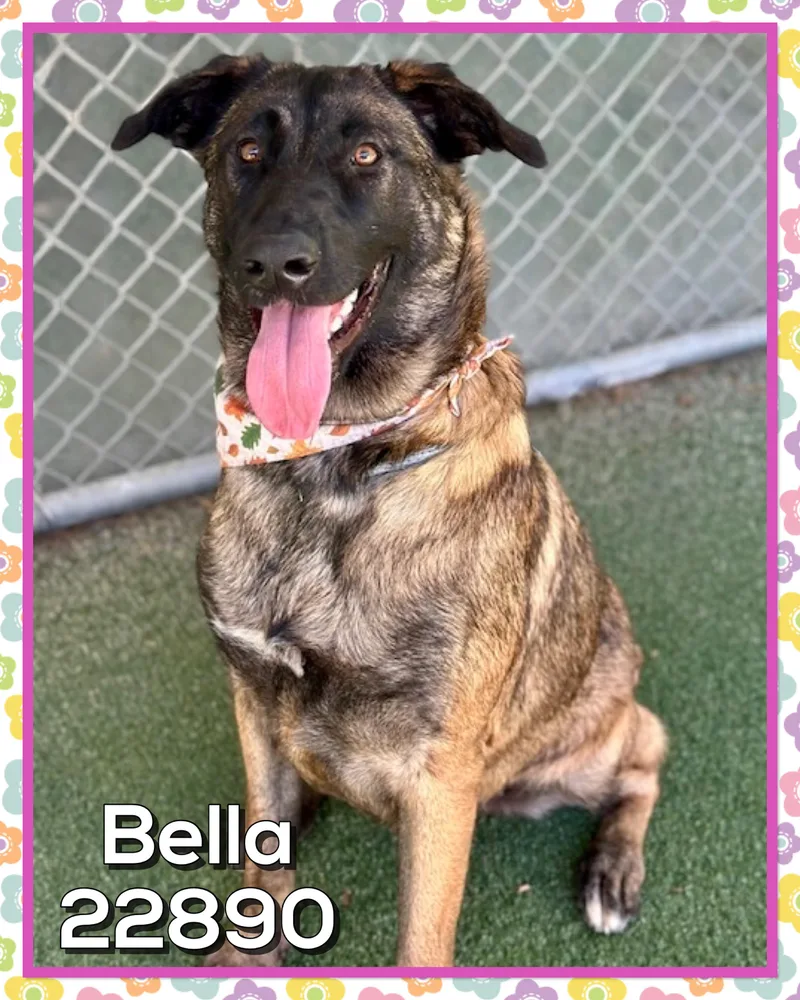 Bella thumbnail 3