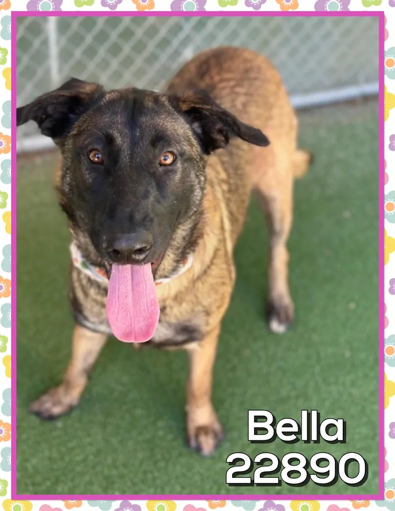 Bella thumbnail 4