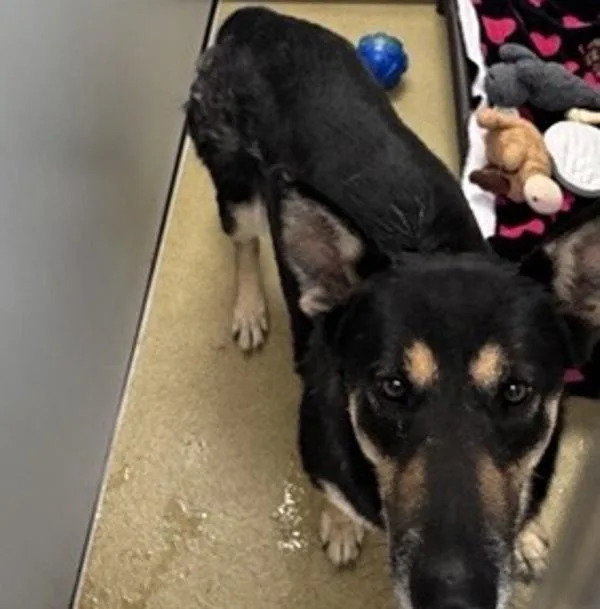 An adult large-sized female German Shepherd Dog dog named Katrina for adoption in Escondido, CA