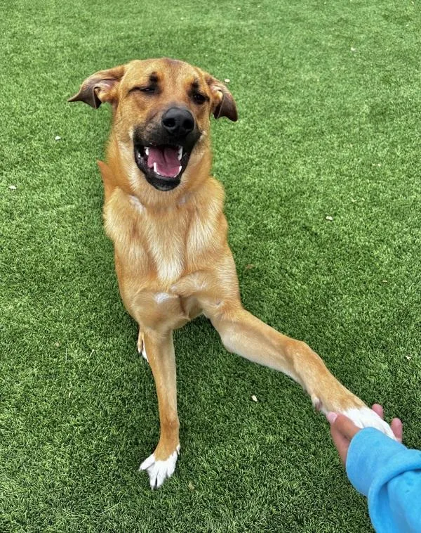A young large-sized male Shepherd dog named Tj for adoption in Monterey, CA