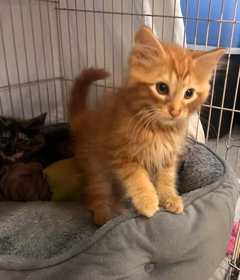 A baby medium-sized male Tabby (Orange / Red) Domestic Medium Hair cat named Simba for adoption in Cleveland, OH