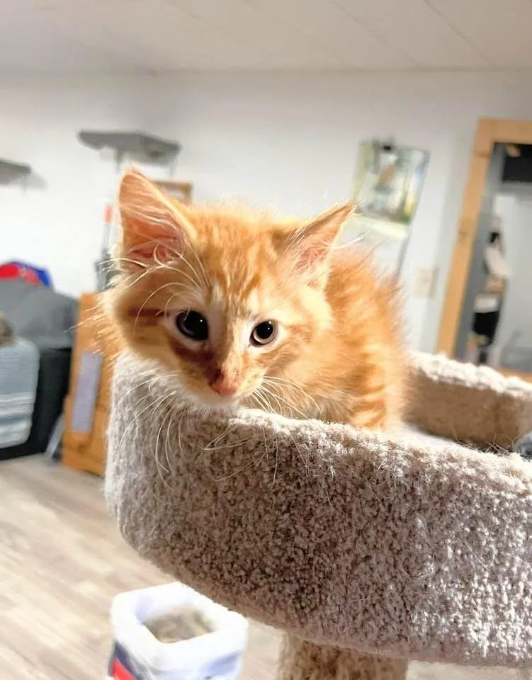 Simba thumbnail 2