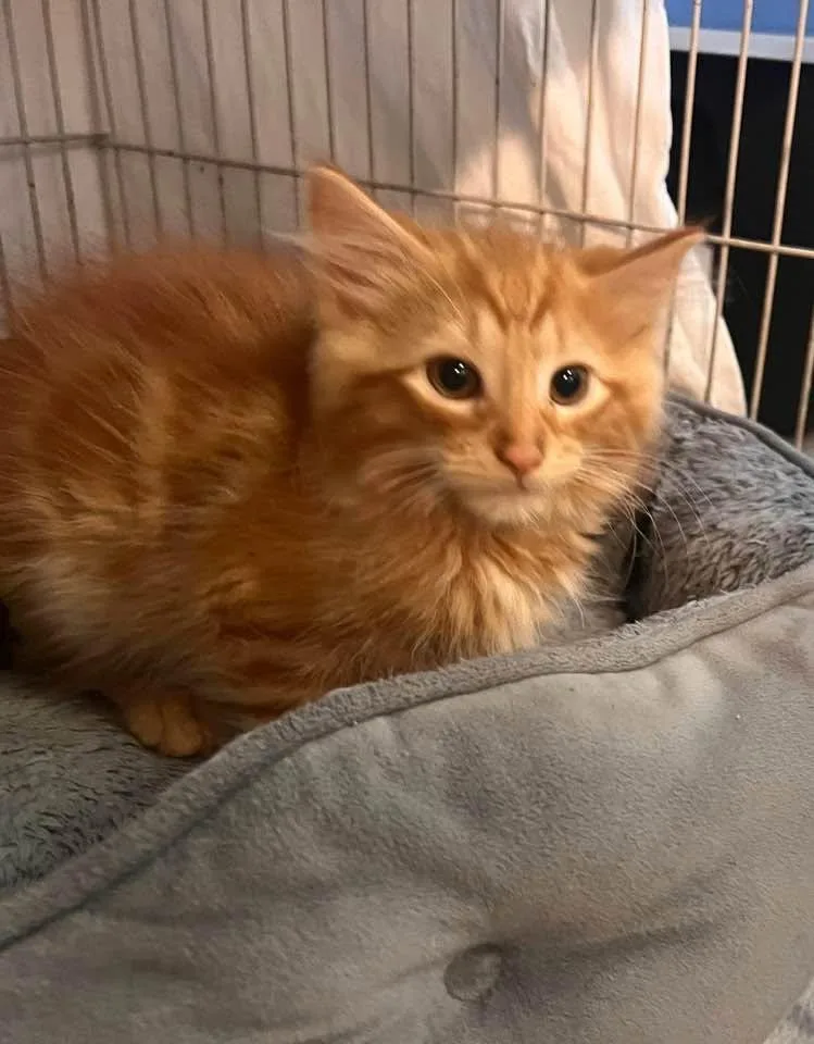 Simba thumbnail 3