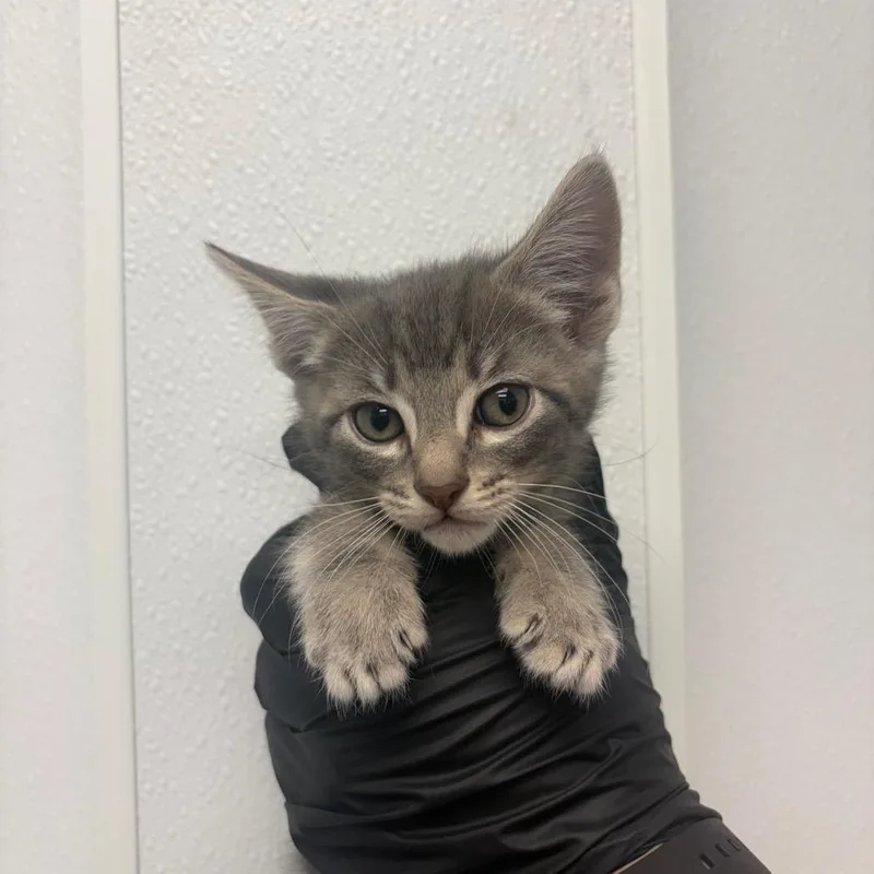 A baby small-sized male Gray / Blue / Silver Domestic Short Hair cat named Flotsam for adoption in Abilene, TX