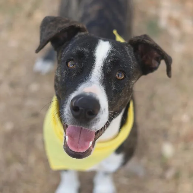 A young medium-sized female Terrier dog named Layla for adoption in San Antonio, TX