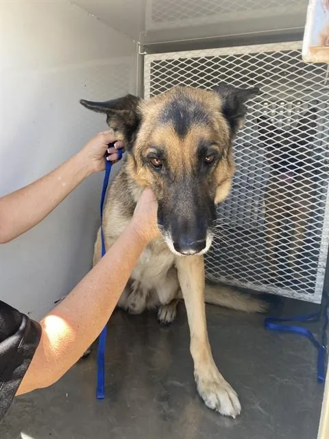 An adult large-sized male German Shepherd Dog dog named Jack for adoption in Bakersfield, CA