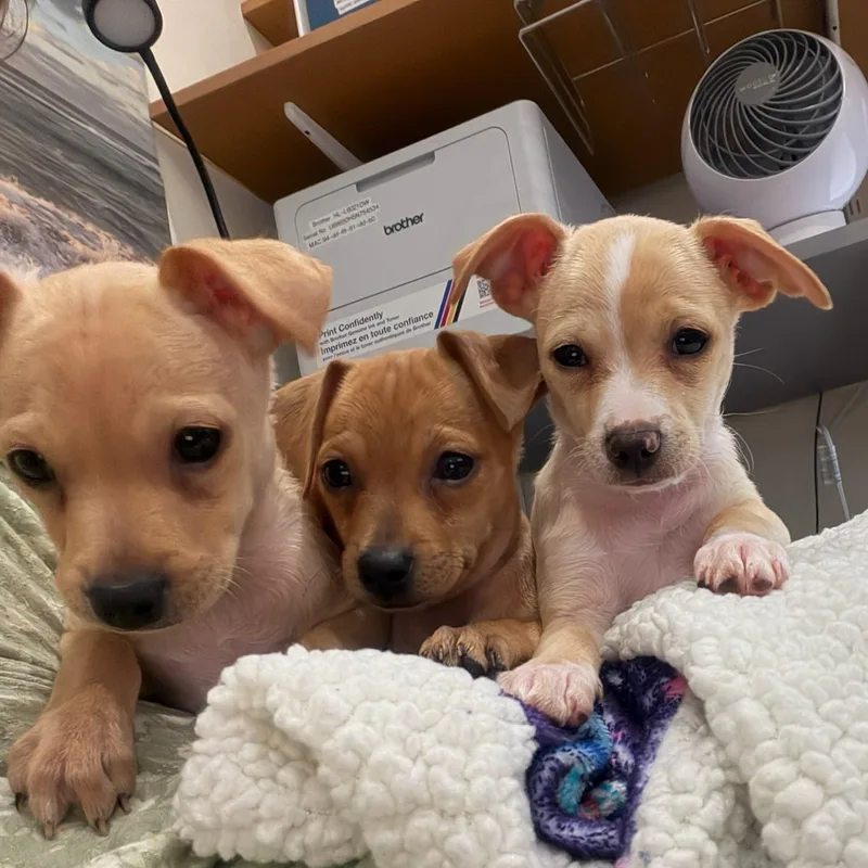 A baby small-sized female Golden Chihuahua dog named Pancake for adoption in Seal Beach, CA