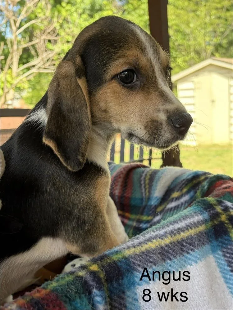 Angus