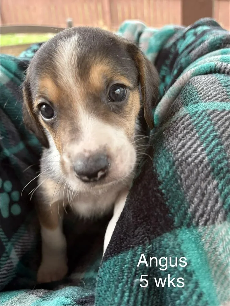 Angus thumbnail 3