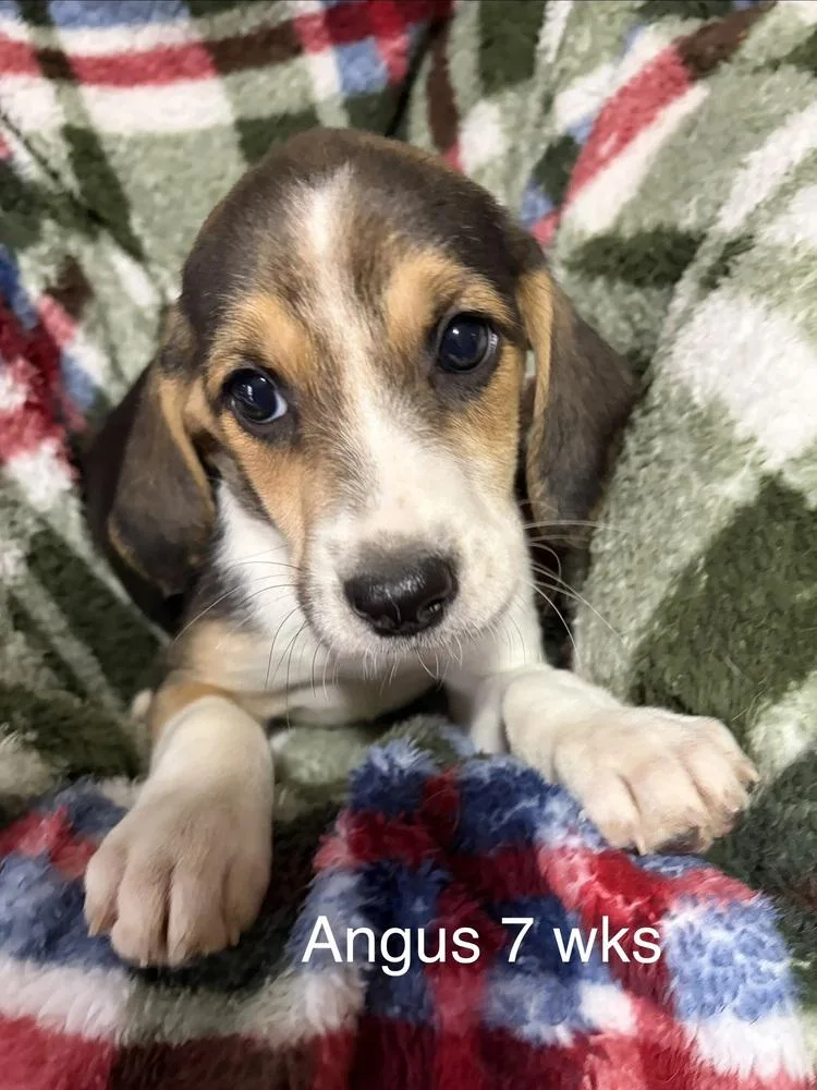 Angus thumbnail 5