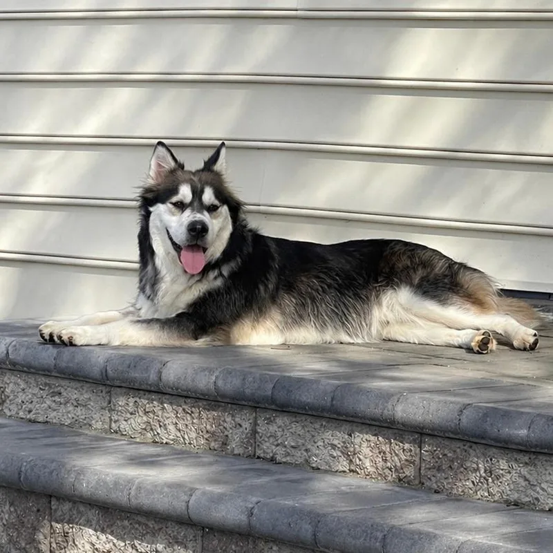 Balto thumbnail 3