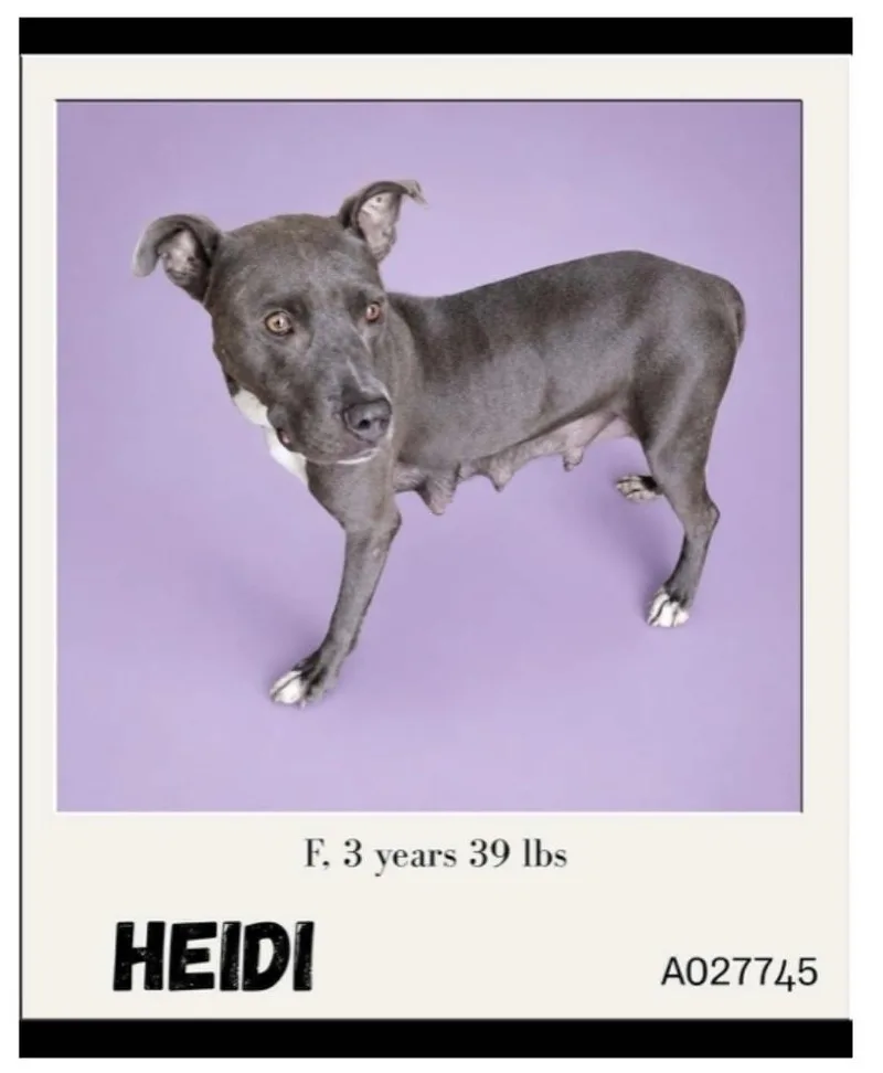 An adult medium-sized female Gray / Blue / Silver Pit Bull Terrier dog named Heidi for adoption in Newfoundland, NJ