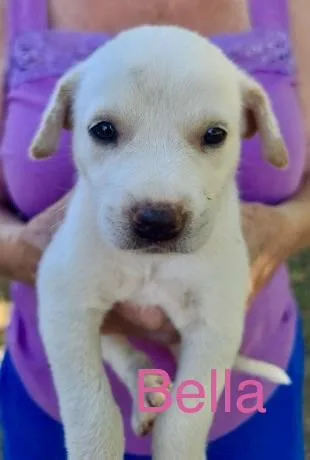 A baby small-sized female Great Pyrenees dog named Bella for adoption in Welling, OK