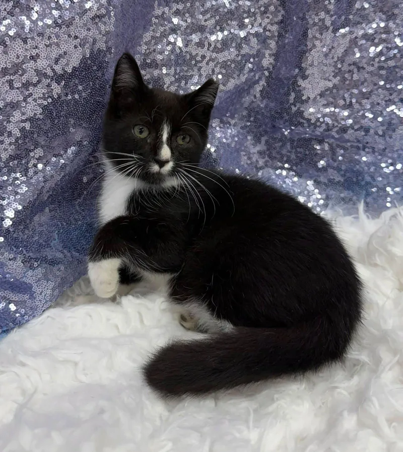 A young medium-sized male Black & White / Tuxedo Domestic Short Hair cat named Salamander for adoption in Clarkesville, GA