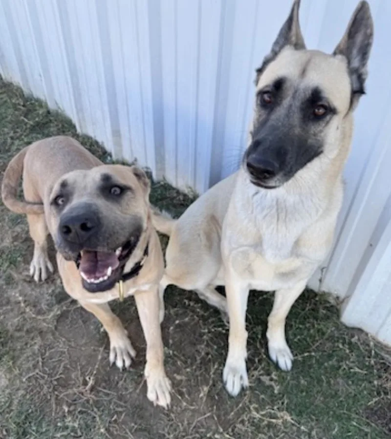 A young large-sized female Brown / Chocolate Boerboel dog named Rosie for adoption in Houston, TX