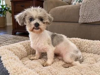 A young small-sized male Shih poo dog named Timmy for adoption in Tifton, GA