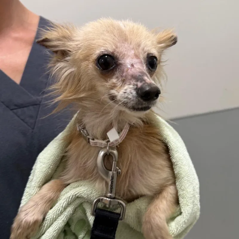 A senior small-sized male Yellow / Tan / Blond / Fawn Mixed Breed dog named Buford for adoption in Jacksonville, FL