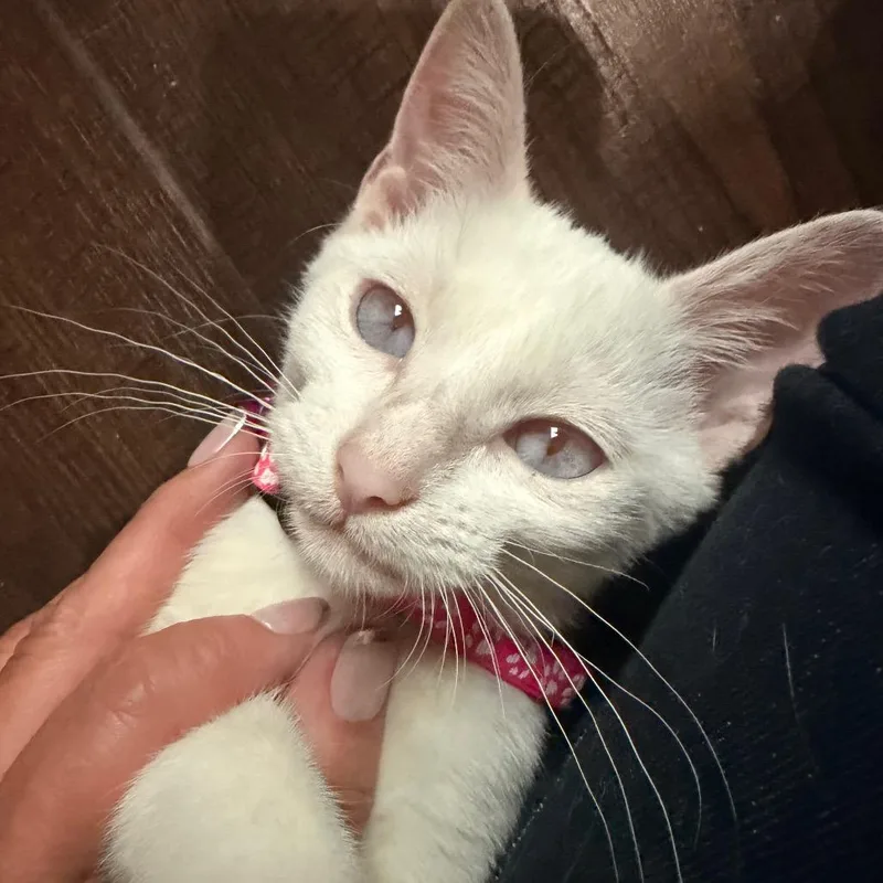 A baby small-sized female Domestic Short Hair cat named Vanessa Ives for adoption in Chaska, MN