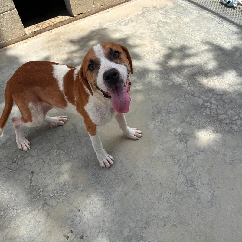 An adult medium-sized male Mixed Breed dog named Boone for adoption in Guntersville, AL
