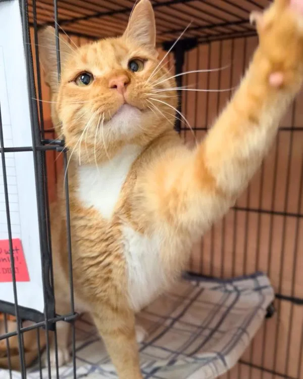 An adult small-sized male Domestic Short Hair cat named Marius for adoption in Novato, CA