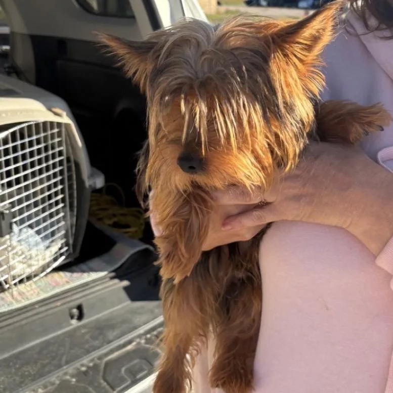 A young small-sized male Yellow / Tan / Blond / Fawn Yorkshire Terrier dog named Binky for adoption in Normal, IL