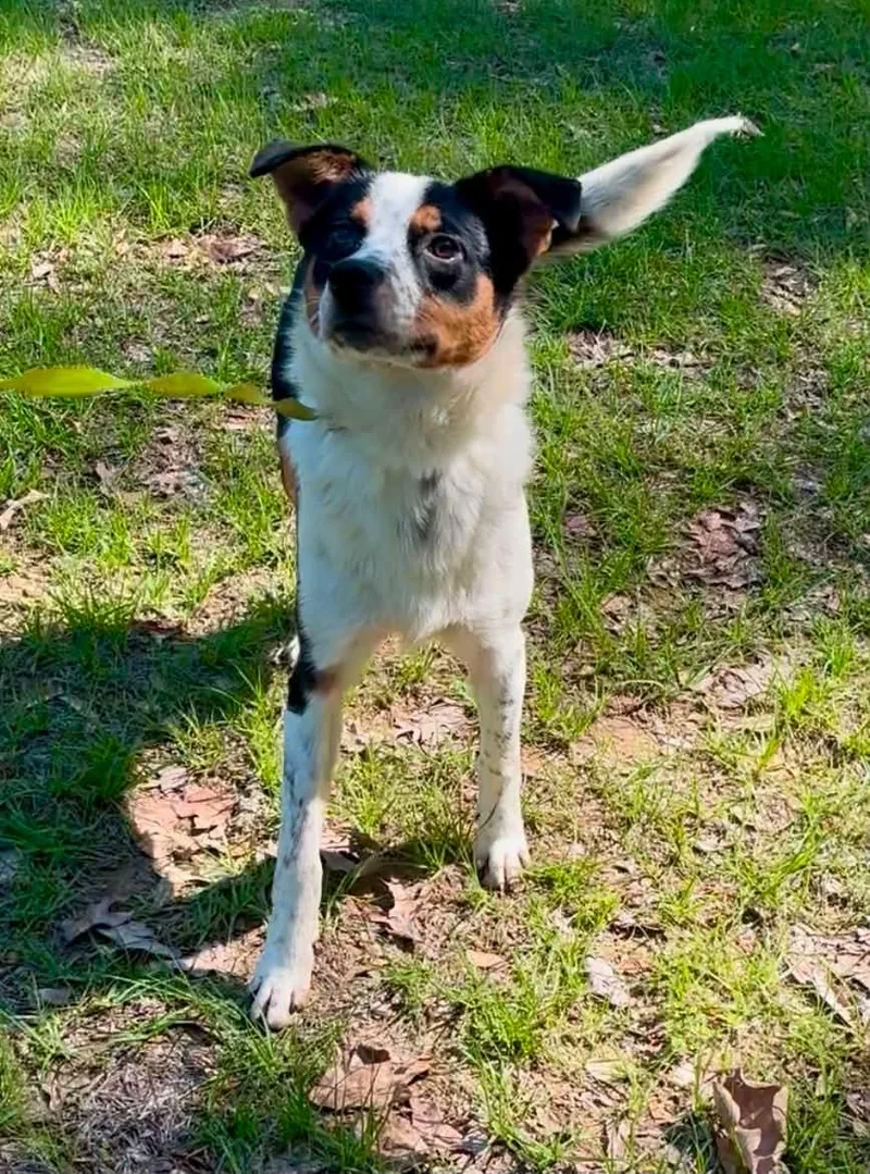 A young medium-sized male Australian Shepherd dog named Frost Clarke for adoption in Saunderstown, RI