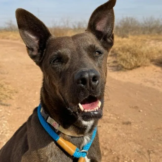 A senior medium-sized male Brown / Chocolate Labrador Retriever dog named Ace for adoption in Midland, TX