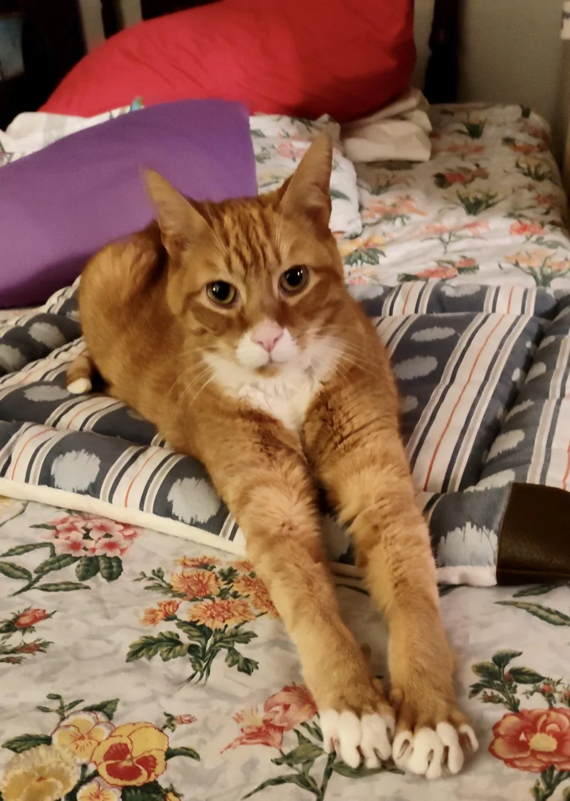 Pumpkin Jam thumbnail 2