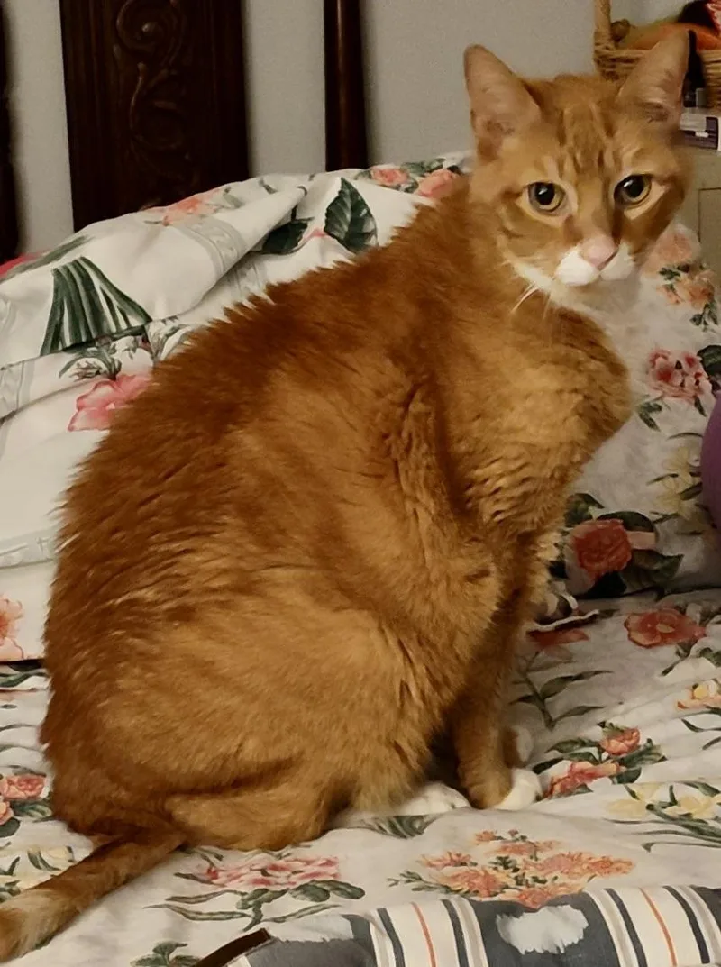 Pumpkin Jam thumbnail 3