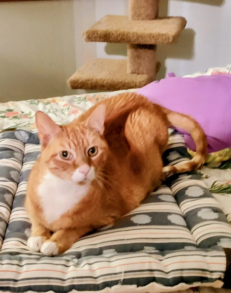 Pumpkin Jam thumbnail 4