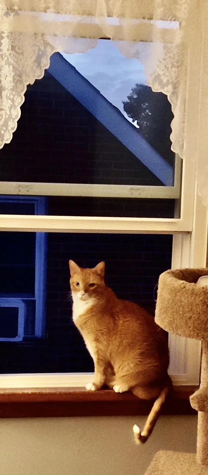 Pumpkin Jam thumbnail 5