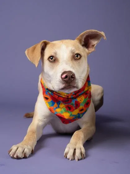 A young large-sized female Mixed Breed dog named Avril Lavigne for adoption in Atlanta, GA
