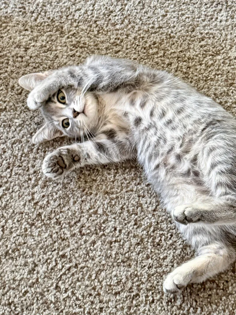 A baby small-sized female Domestic Short Hair cat named Tsuki for adoption in Forest Lake, MN