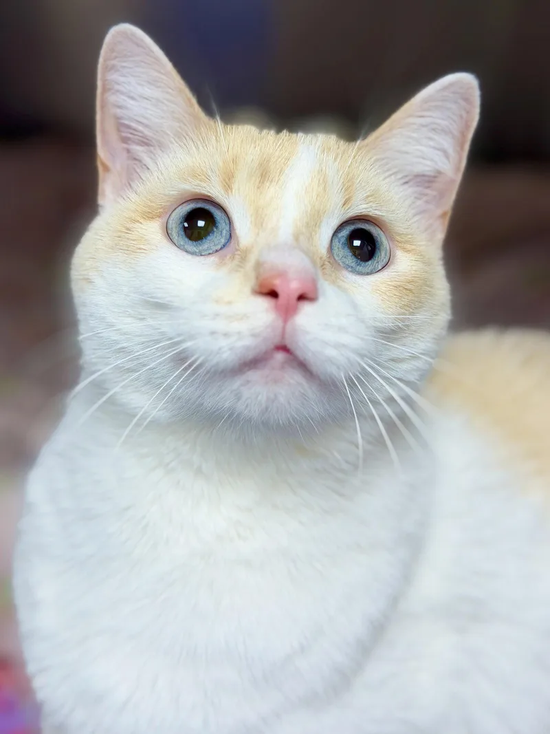 An adult medium-sized female Siamese cat named Winter for adoption in West Cornwall, CT