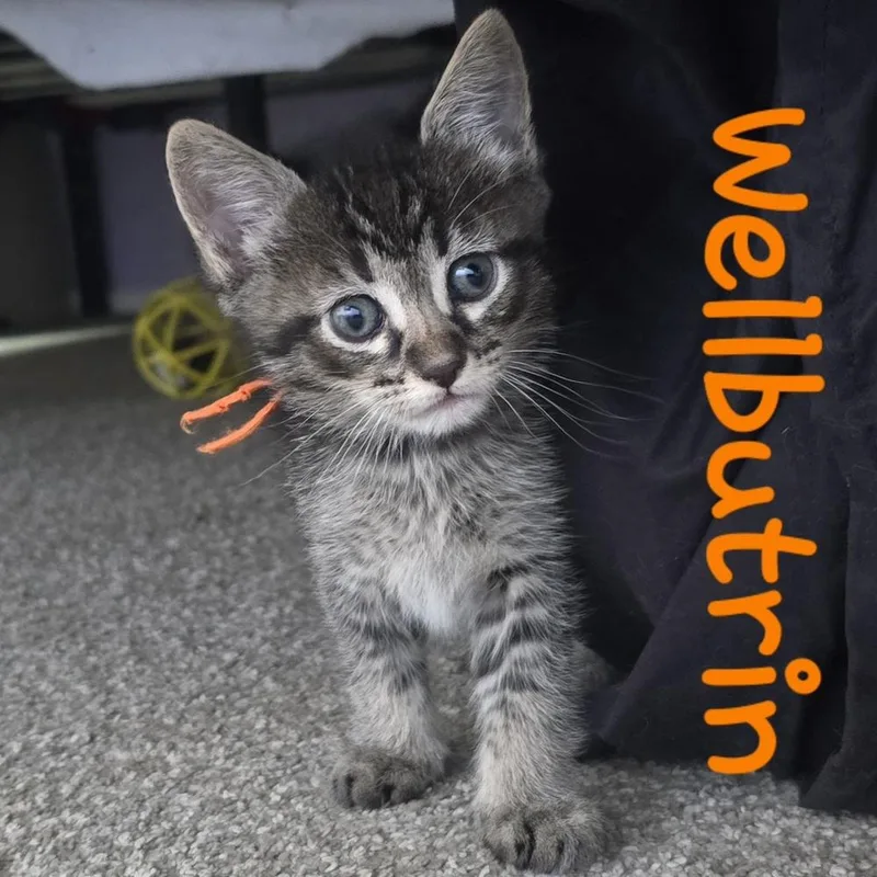 A baby medium-sized male Domestic Short Hair cat named Wellbutrin for adoption in Lafayette, CO