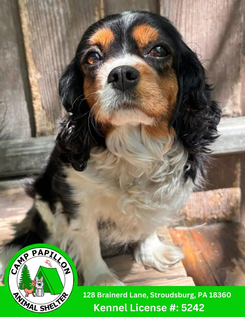 A young medium-sized female Cavalier King Charles Spaniel dog named Sofia for adoption in Stroudsburg, PA