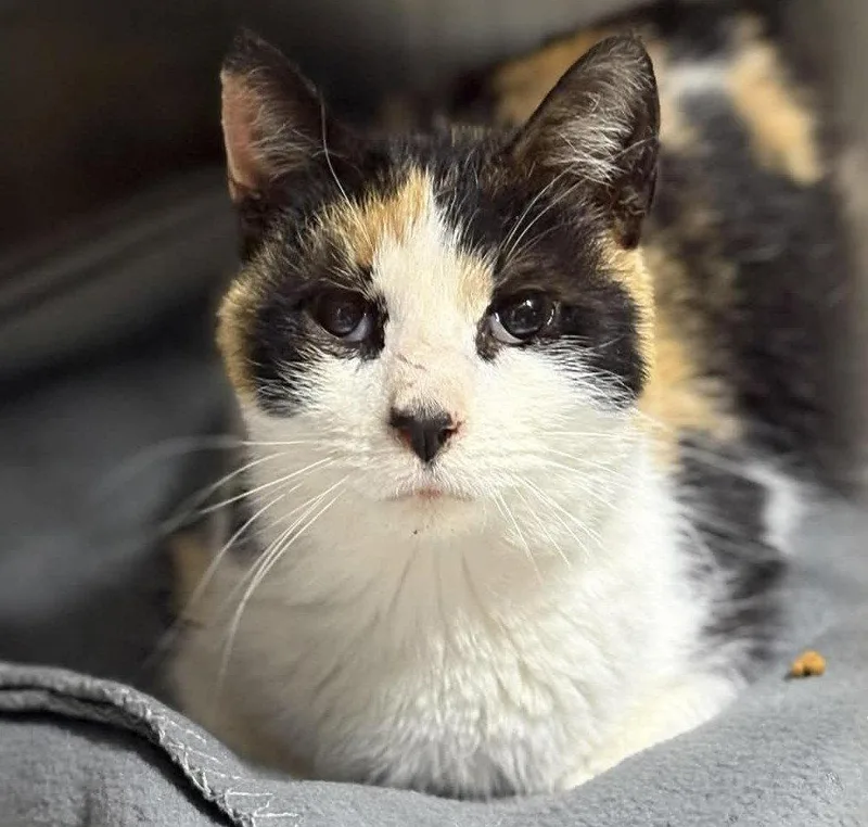 An adult medium-sized female Domestic Short Hair cat named Mira for adoption in Dalzell, IL