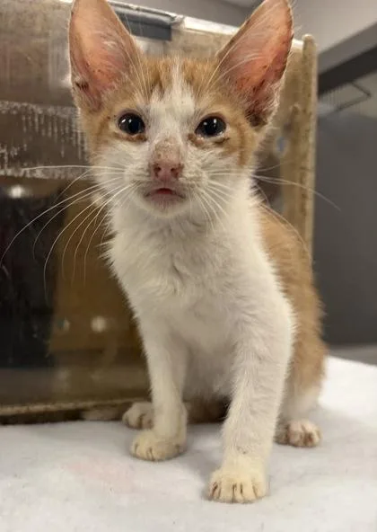 A baby small-sized male Domestic Short Hair cat named Goomba for adoption in Gastonia, NC