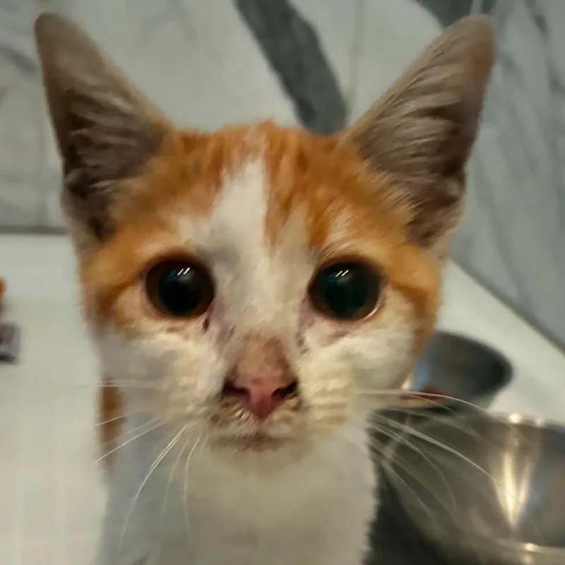 A baby small-sized male Domestic Short Hair cat named Sherbet for adoption in Chicago, IL