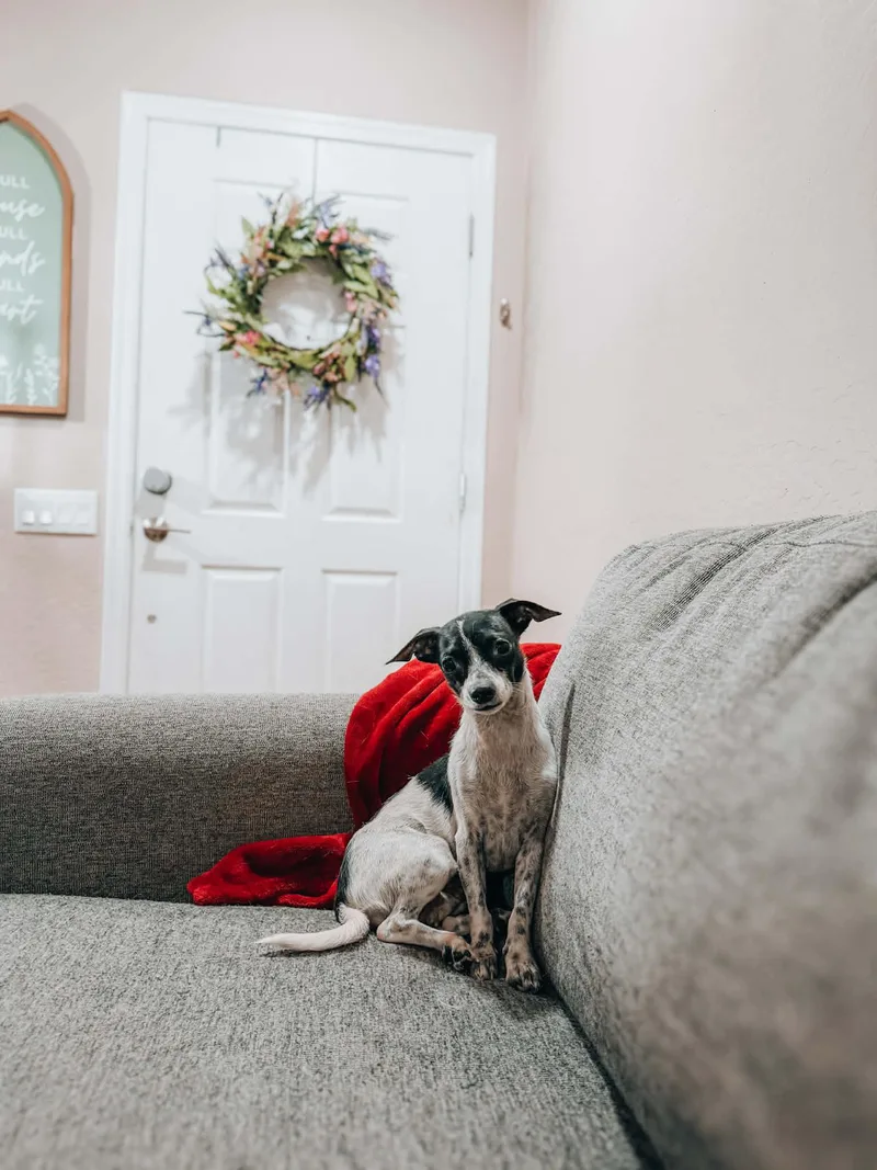 A young small-sized female Jack Russell Terrier dog named Juniper for adoption in Goodyear, AZ