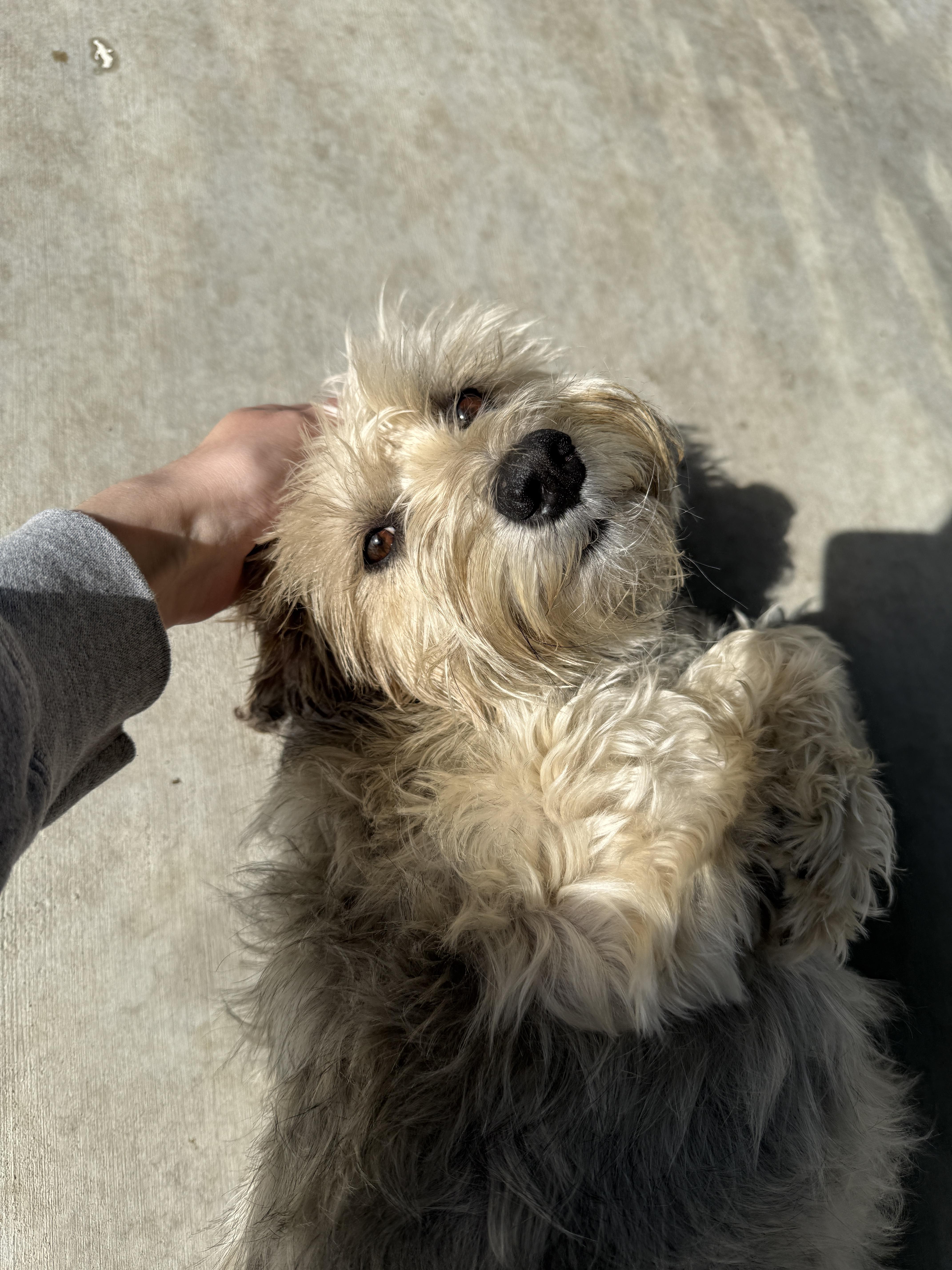 An adult medium-sized female Miniature Schnauzer dog named Sadie for adoption in Springfield, MO