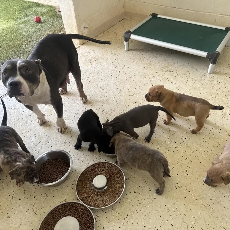 A baby small-sized male Yellow / Tan / Blond / Fawn Staffordshire Bull Terrier dog named Larz for adoption in LOXAHATCHEE, FL