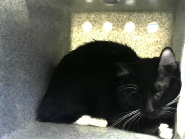 An adult medium-sized male Domestic Short Hair cat named Zuchini for adoption in Albuquerque, NM