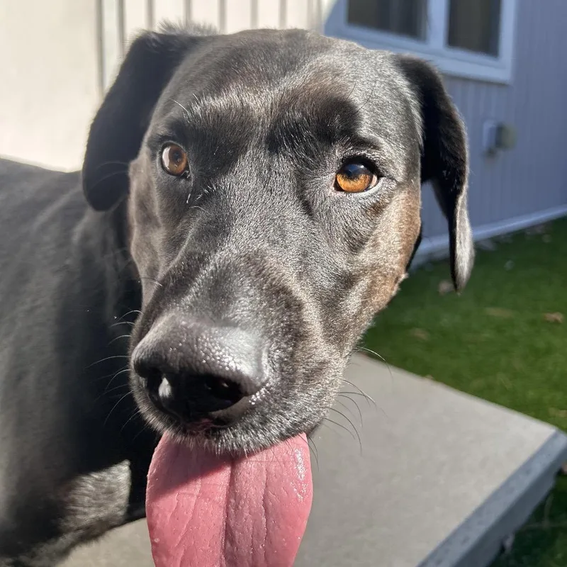 An adult large-sized male Black Chocolate Labrador Retriever dog named Cedric for adoption in Bedford, NH
