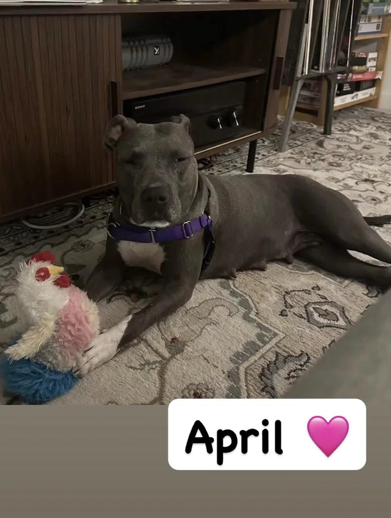 An adult medium-sized female American Staffordshire Terrier dog named April for adoption in San Diego, CA